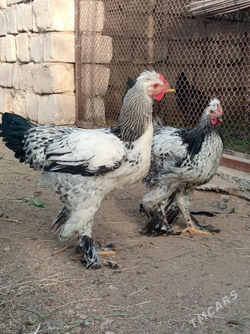 parodo horazlar - Mary - img 1