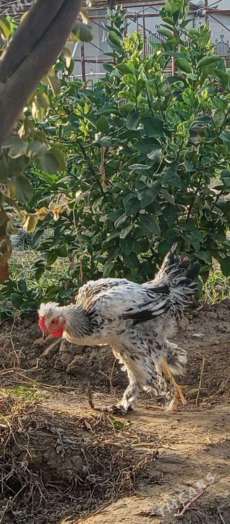 parodo horazlar - Mary - img 3