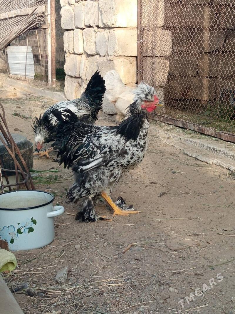 parodo horazlar - Mary - img 5