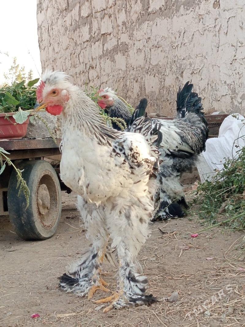 parodo horazlar - Mary - img 2