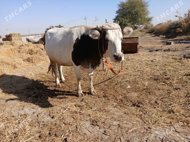 sygyr - Гёкдепе - img 1