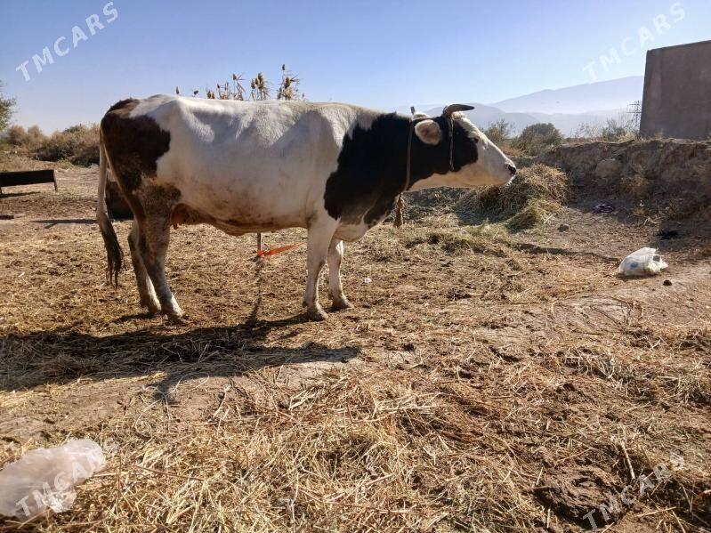 sygyr - Гёкдепе - img 4