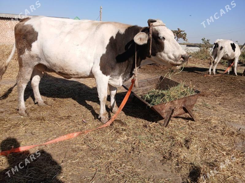 sygyr - Гёкдепе - img 3