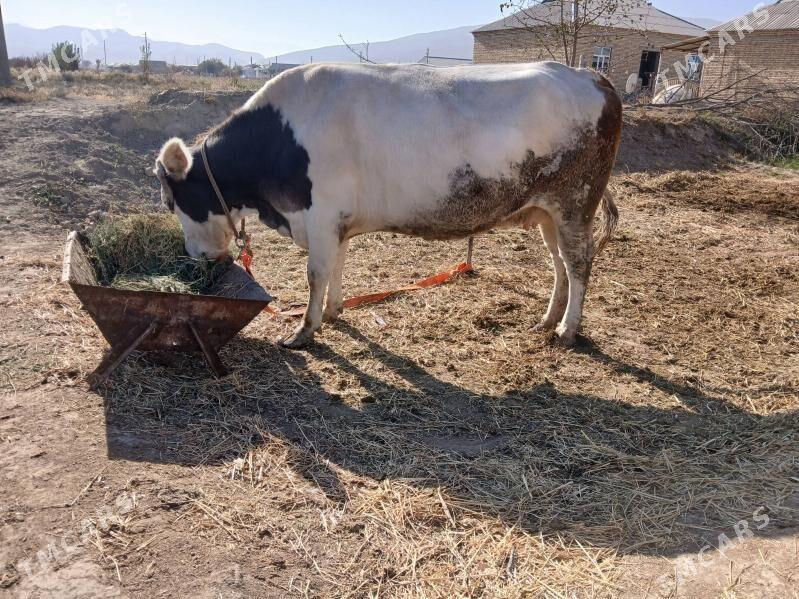 sygyr - Гёкдепе - img 2