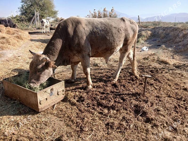 õkuz - Гёкдепе - img 2