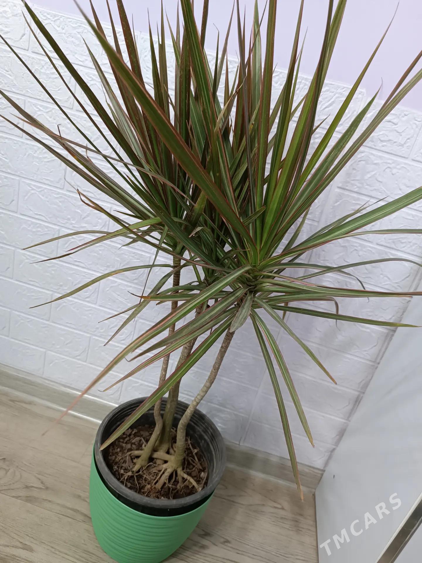 КОМНАТНЫЕ РАСТЕНИЯ - Ашхабад - img 5