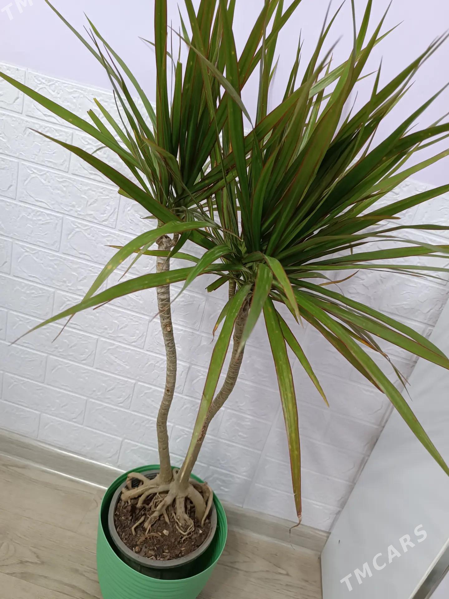 КОМНАТНЫЕ РАСТЕНИЯ - Ашхабад - img 1