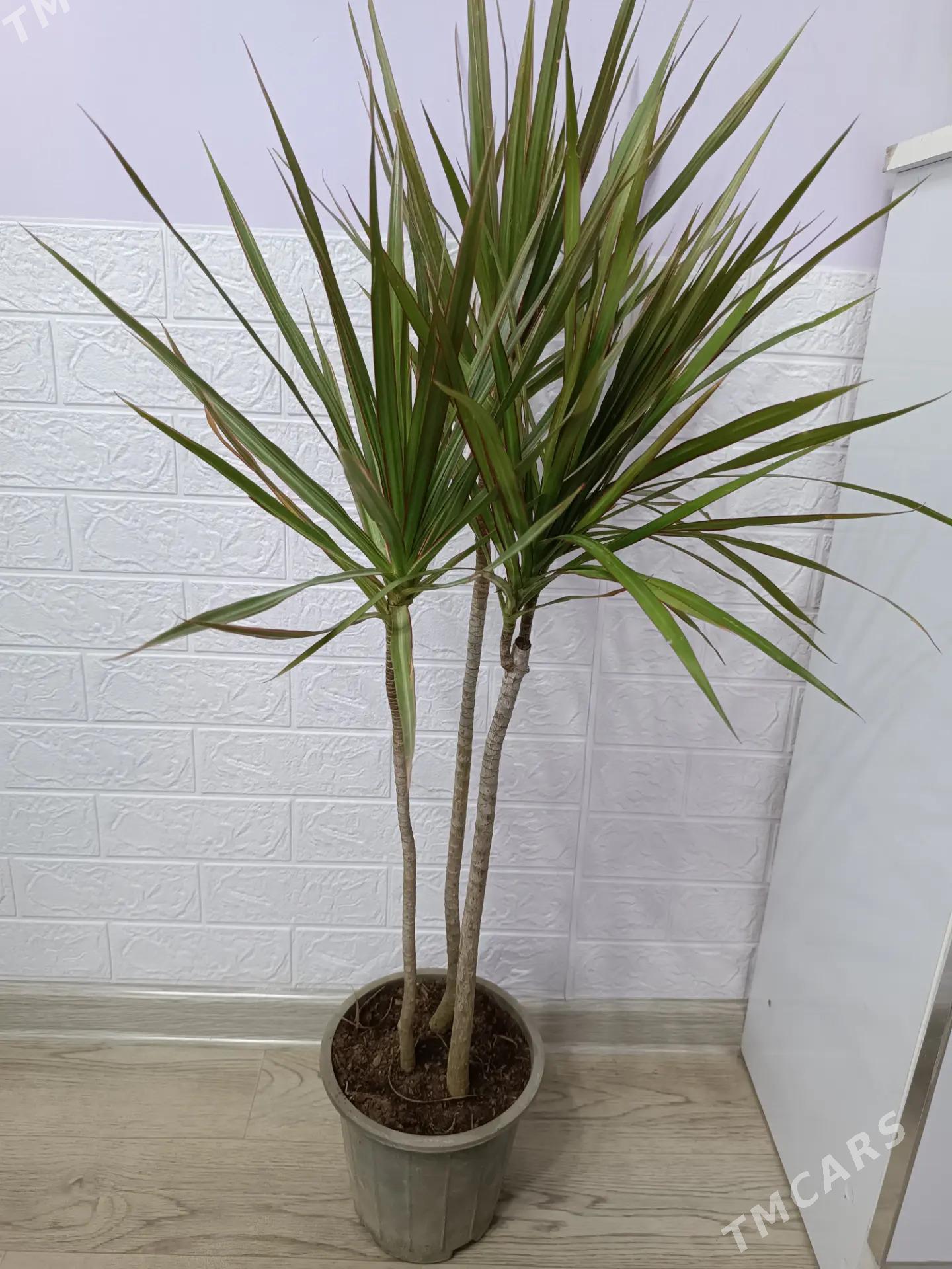 КОМНАТНЫЕ РАСТЕНИЯ - Ашхабад - img 3