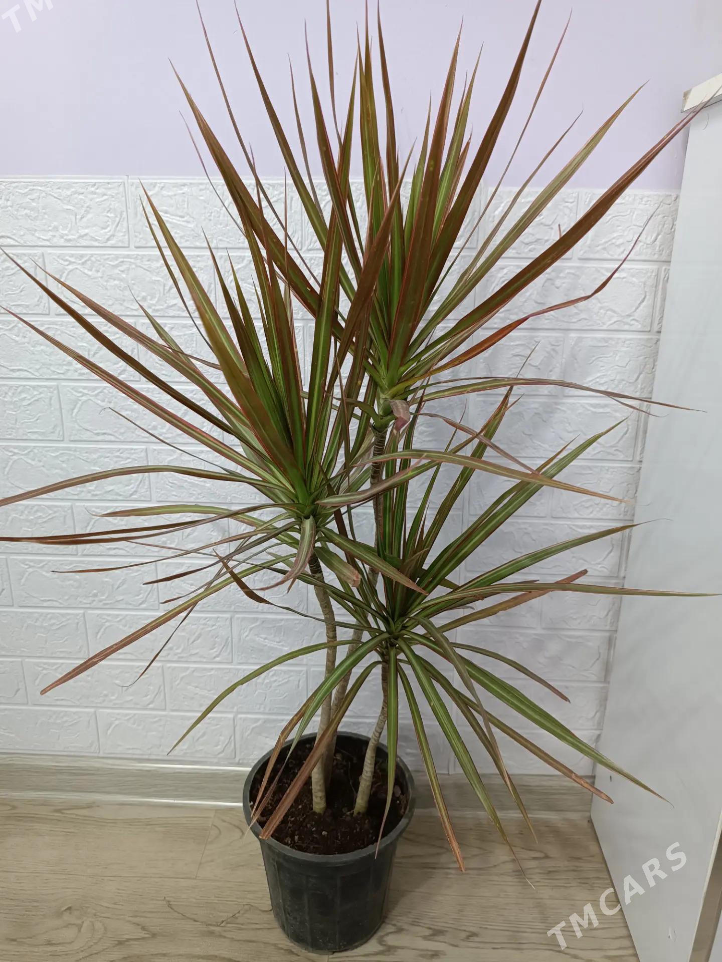 КОМНАТНЫЕ РАСТЕНИЯ - Ашхабад - img 2