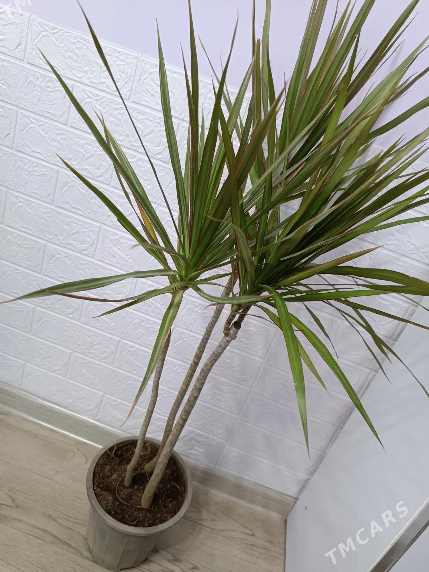 КОМНАТНЫЕ РАСТЕНИЯ - Ашхабад - img 6