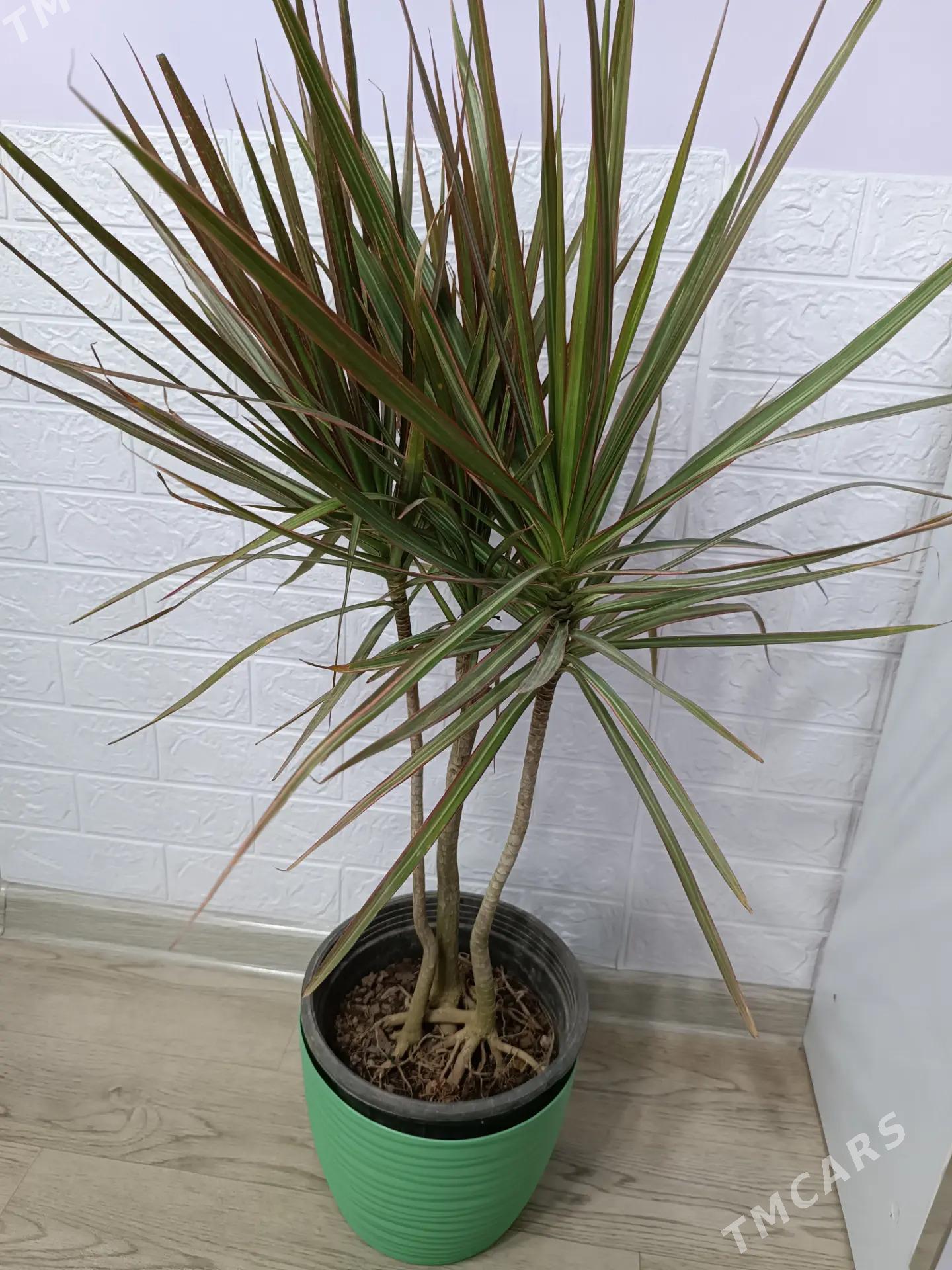 КОМНАТНЫЕ РАСТЕНИЯ - Ашхабад - img 4