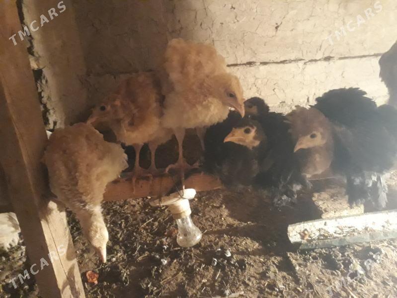 Induk jùyje - Туркменгала - img 1