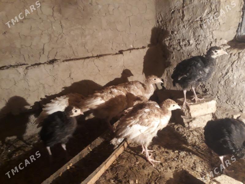 Induk jùyje - Туркменгала - img 2