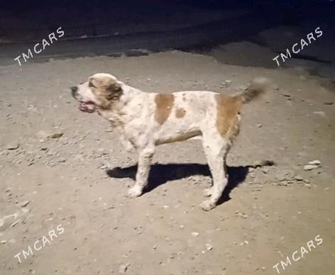 alaway - Гёкдепе - img 2