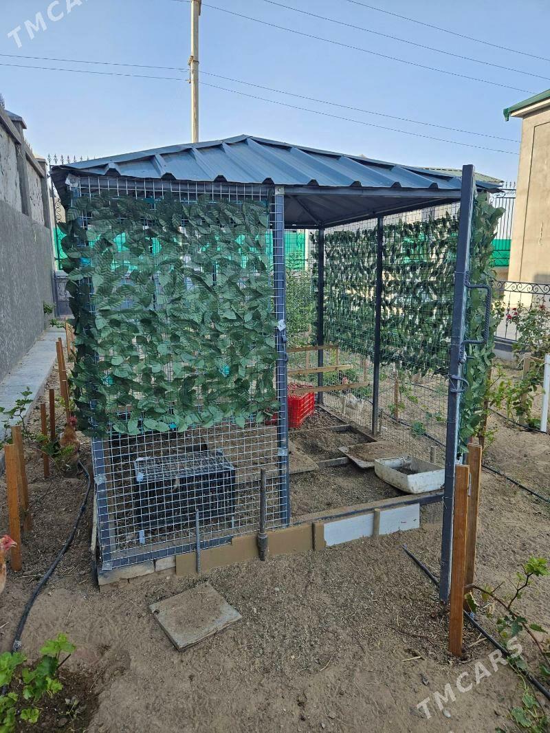 towuk ketek - Анев - img 2