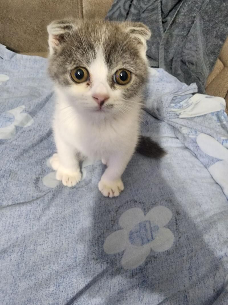 Шотландские котята - Aşgabat - img 2