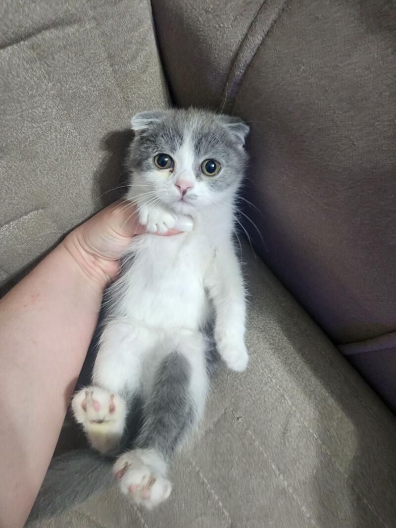 Шотландские котята - Aşgabat - img 3