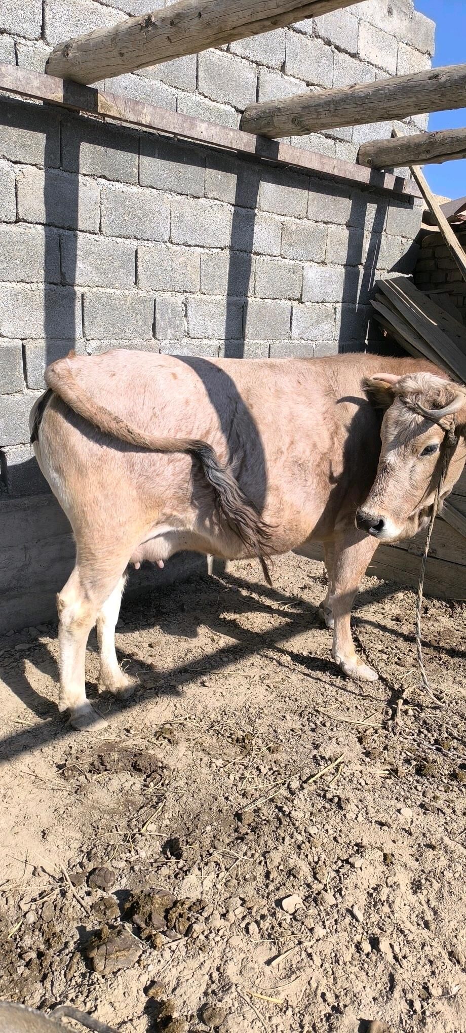 sygyr - Kaka - img 4