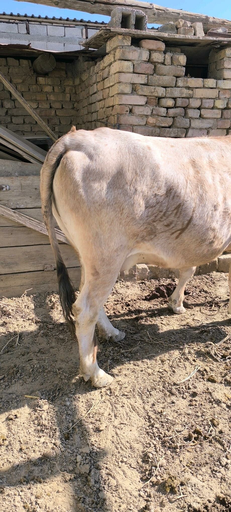 sygyr - Kaka - img 2