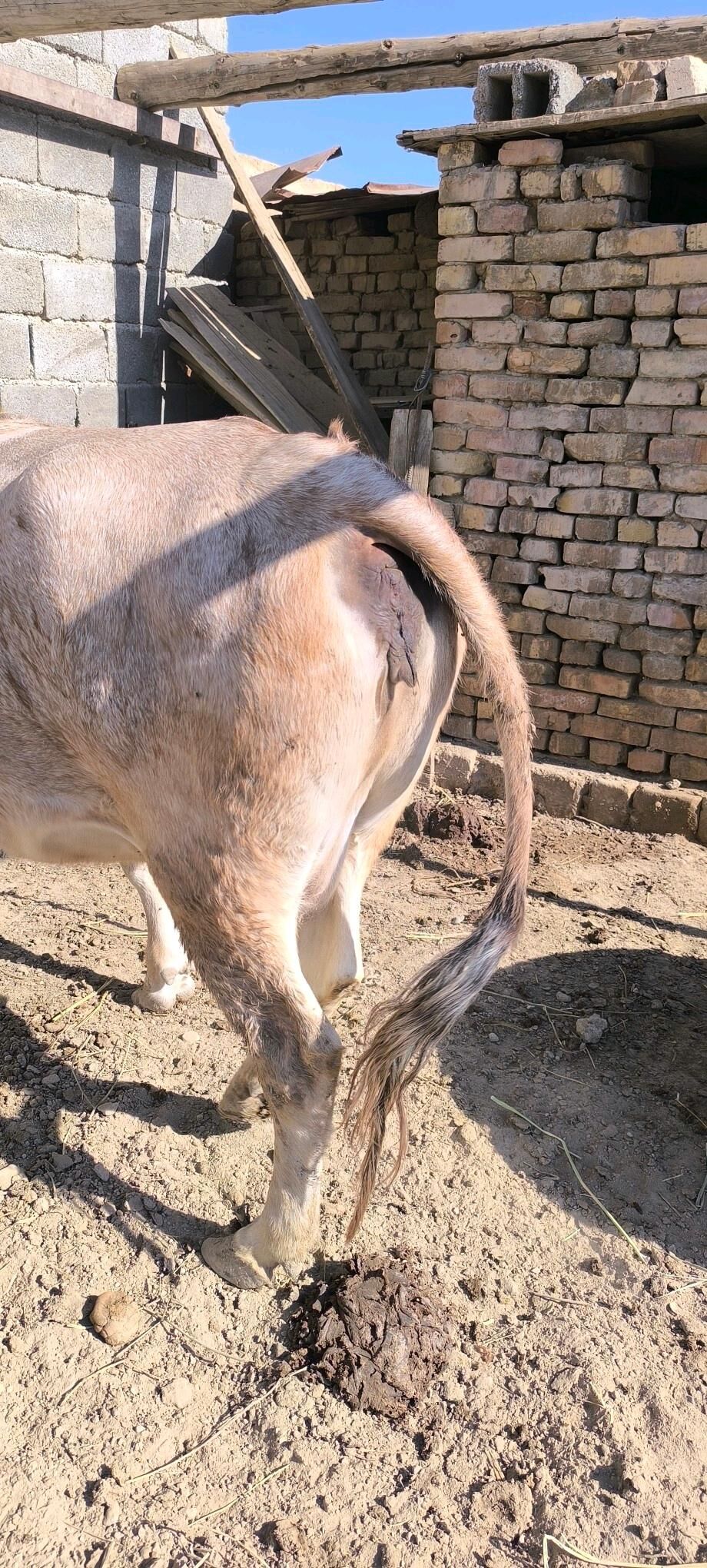 sygyr - Kaka - img 3