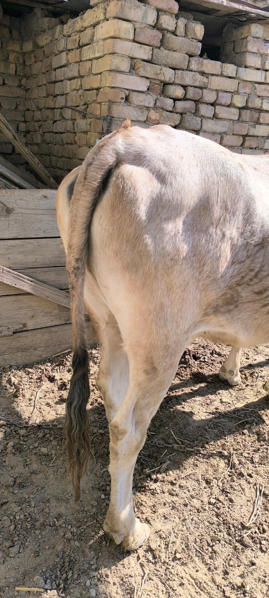 sygyr - Kaka - img 1