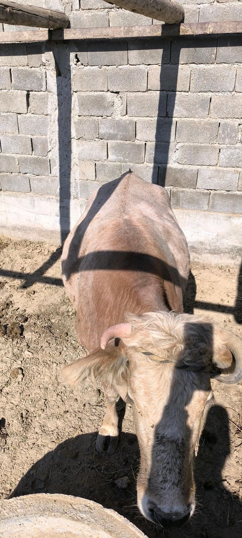 sygyr - Kaka - img 5