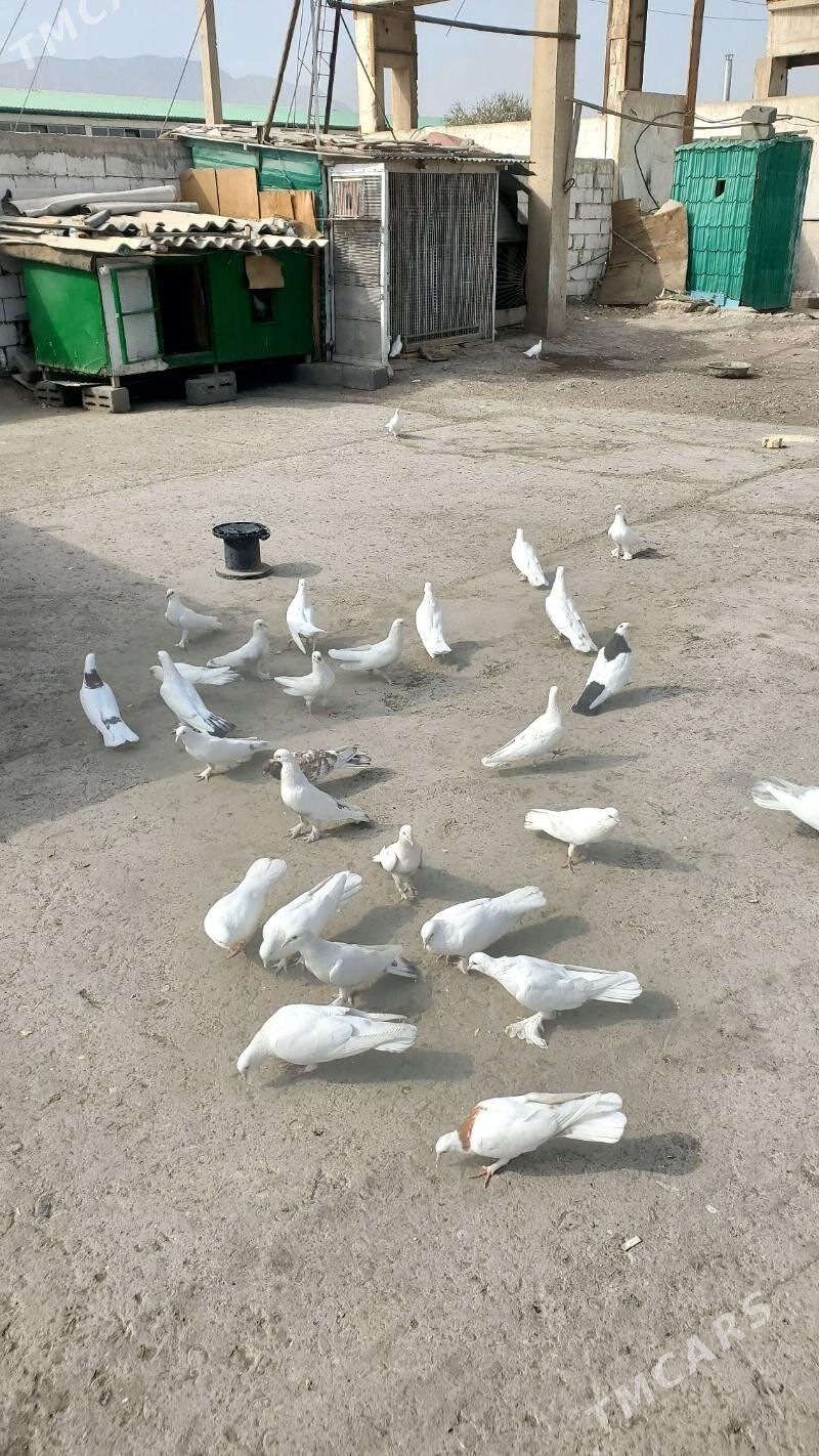 Kepderi Голуби - Büzmeýin - img 8