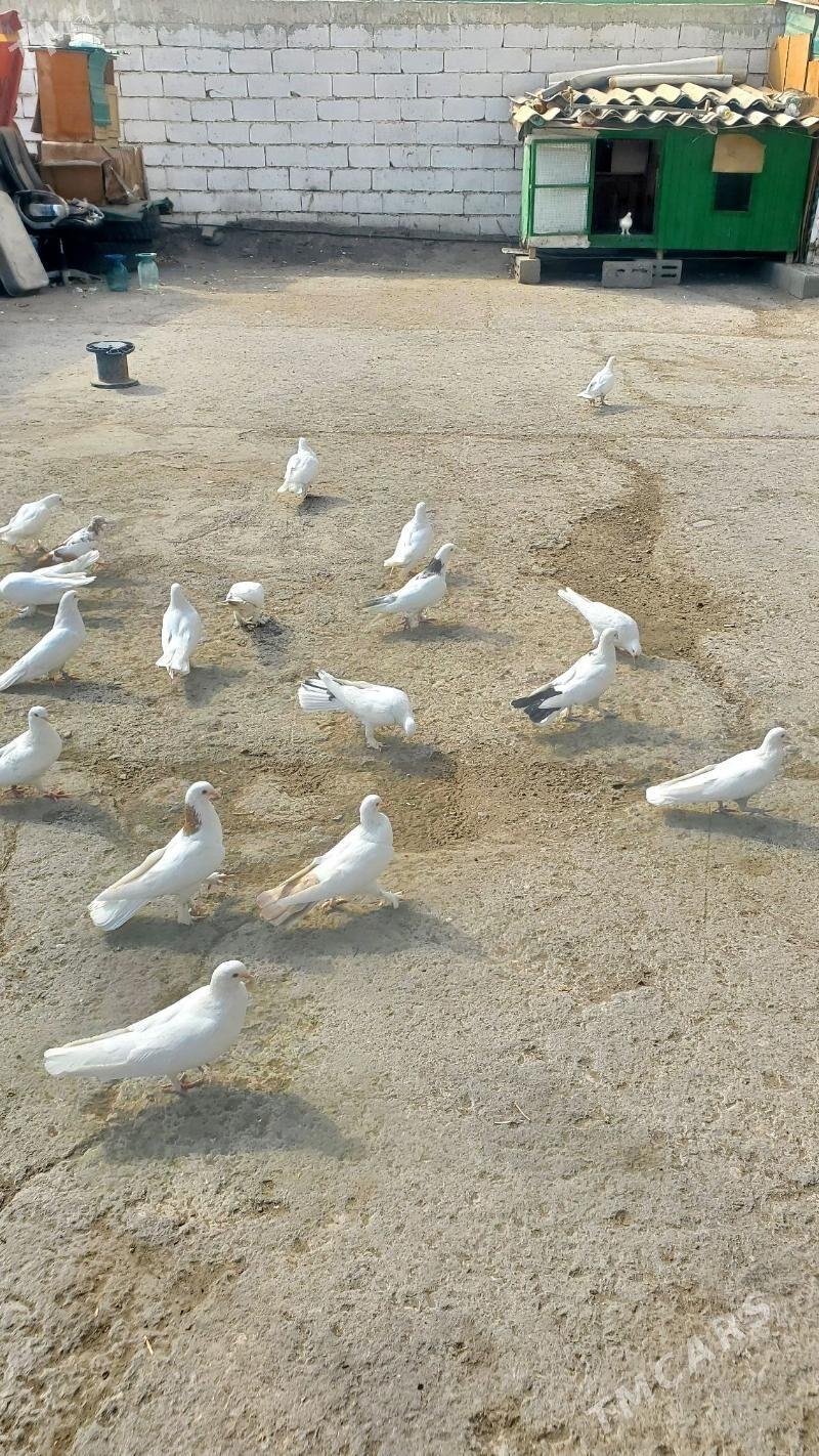 Kepderi Голуби - Büzmeýin - img 2