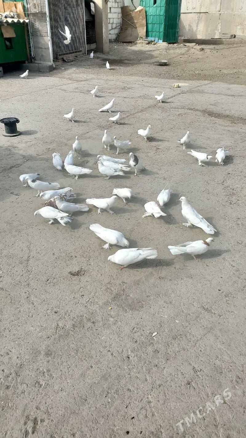 Kepderi Голуби - Büzmeýin - img 7