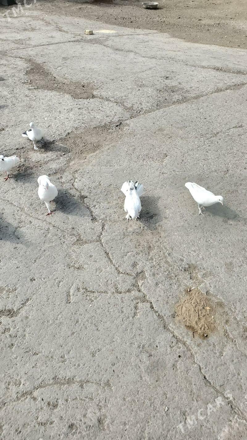 Kepderi Голуби - Büzmeýin - img 3