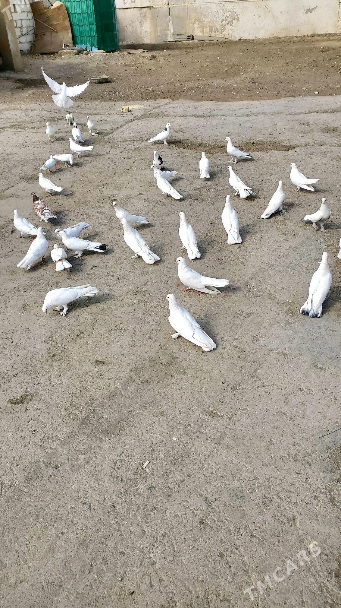 Kepderi Голуби - Büzmeýin - img 10