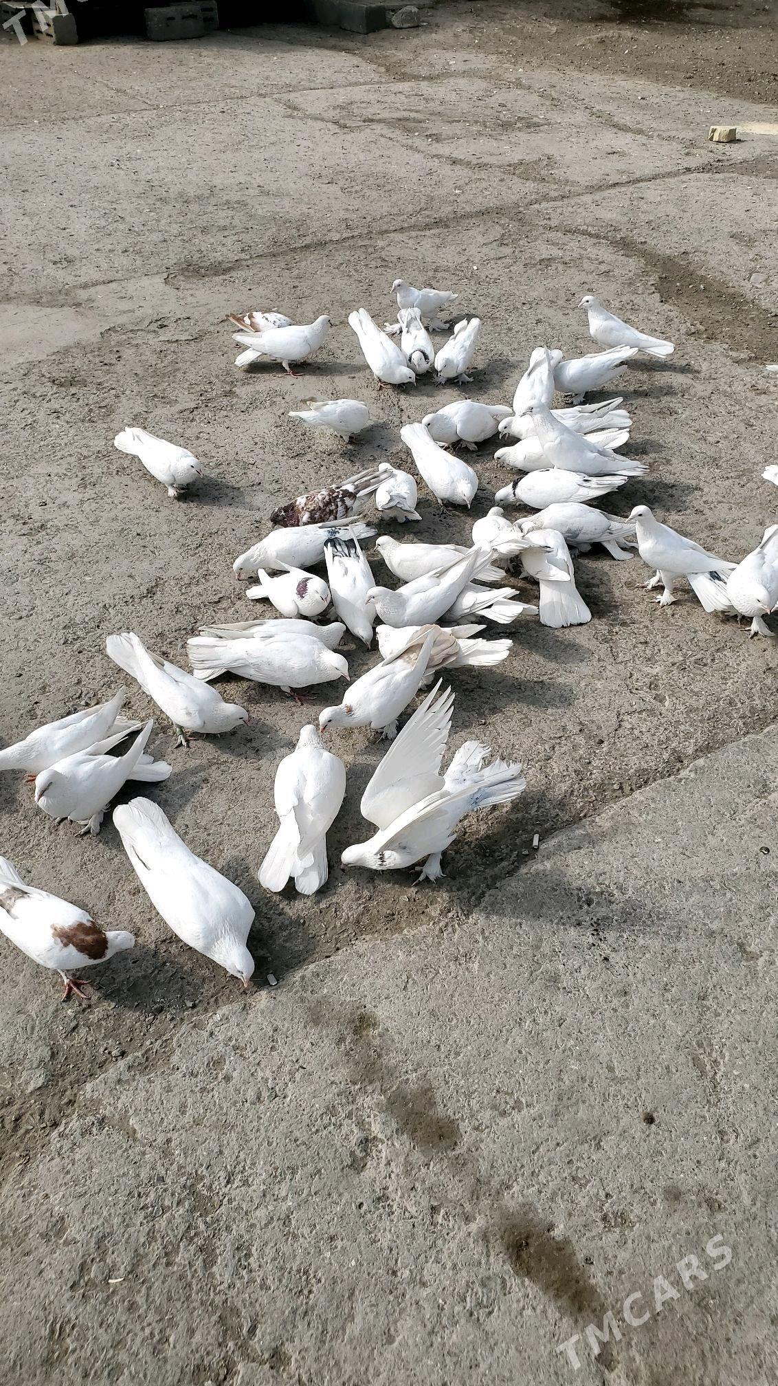 Kepderi Голуби - Büzmeýin - img 9