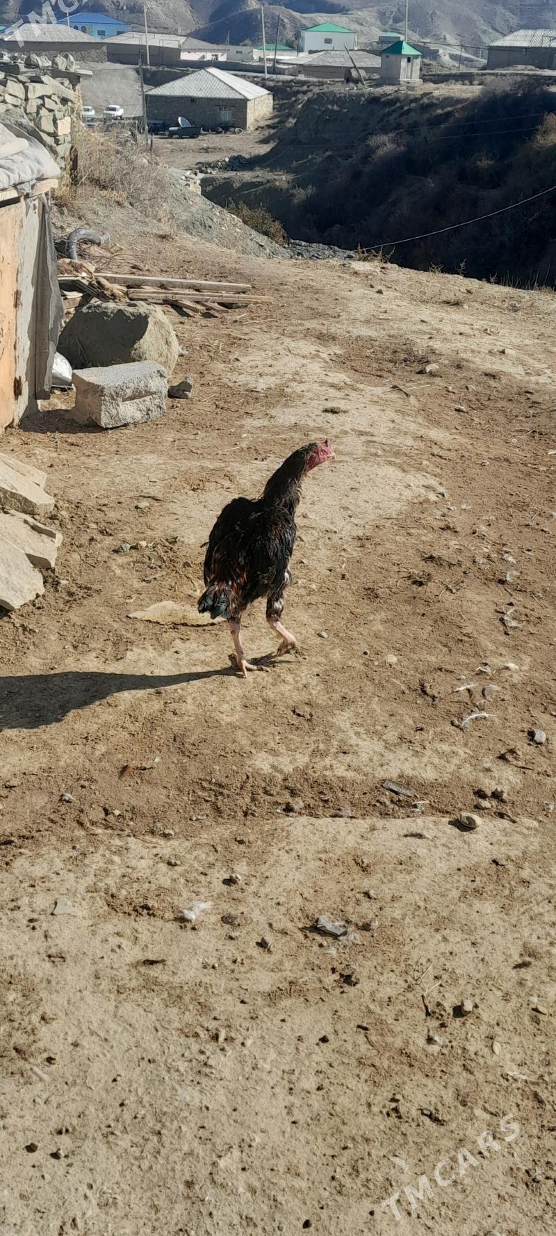 taskent horoz - Bäherden - img 2