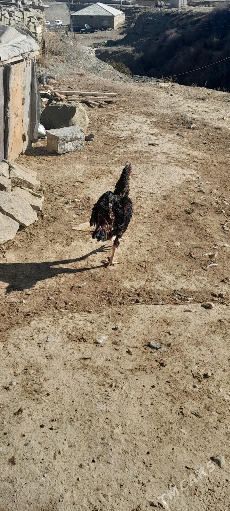 taskent horoz - Bäherden - img 3