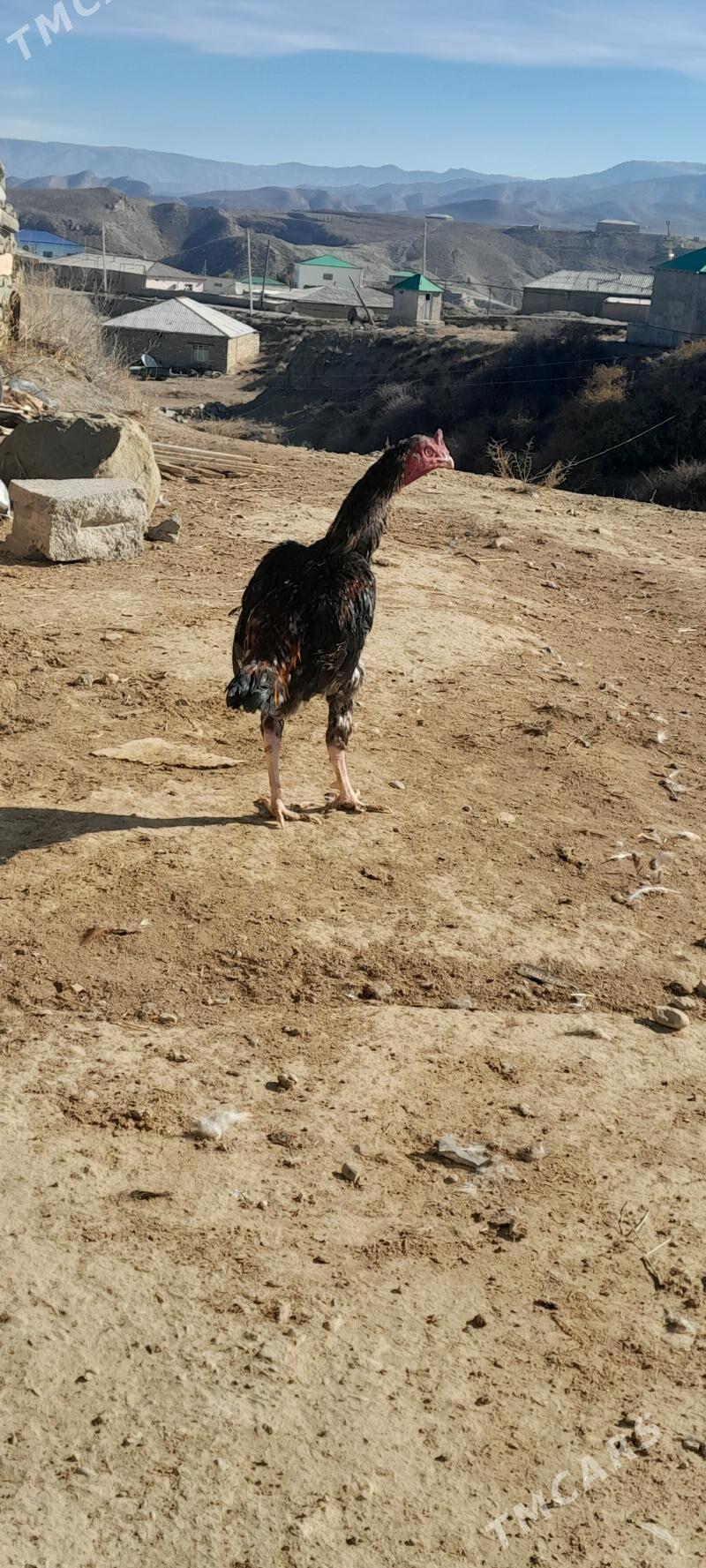 taskent horoz - Bäherden - img 1