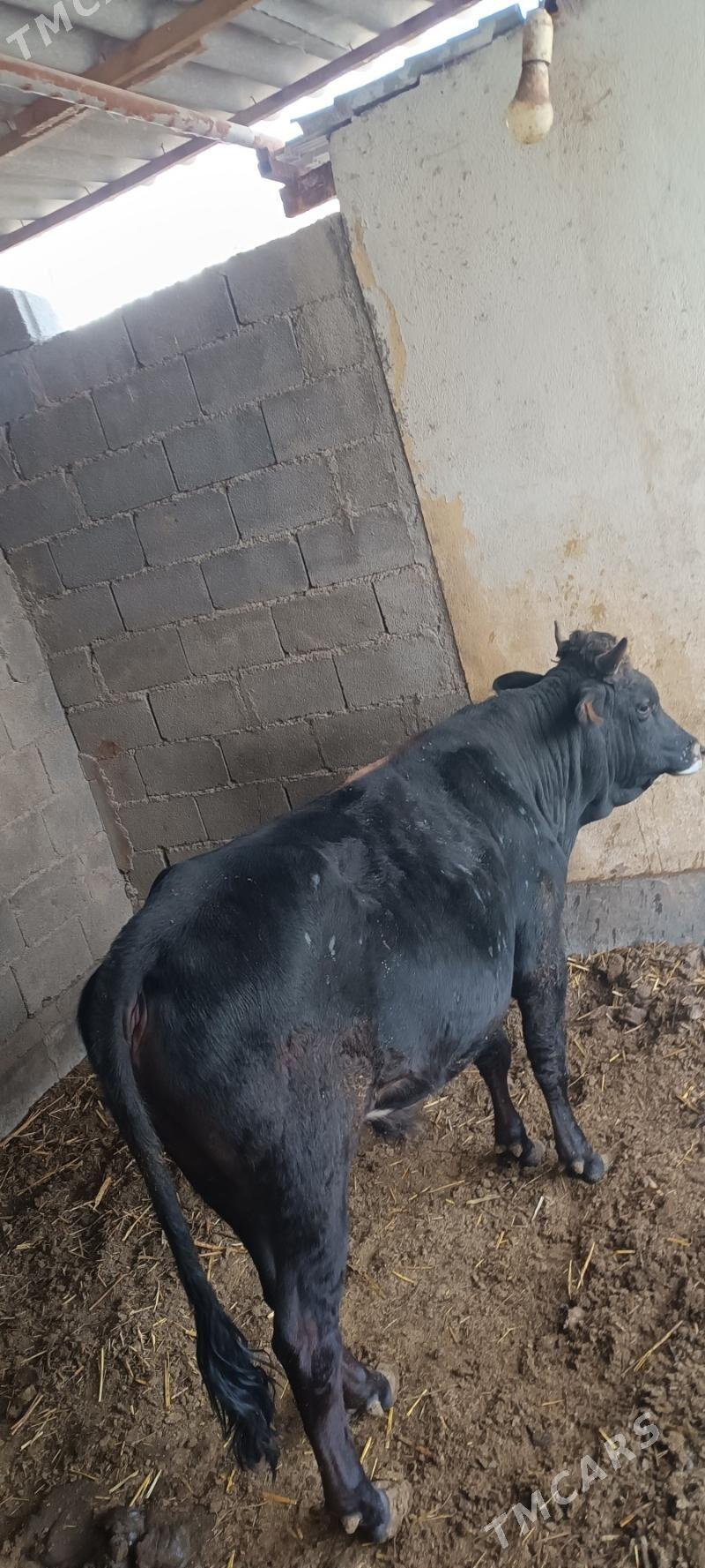 Okuz - Кака - img 5