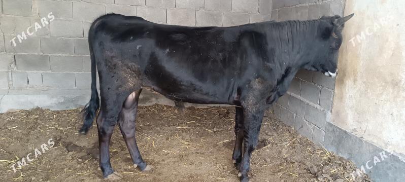 Okuz - Кака - img 1