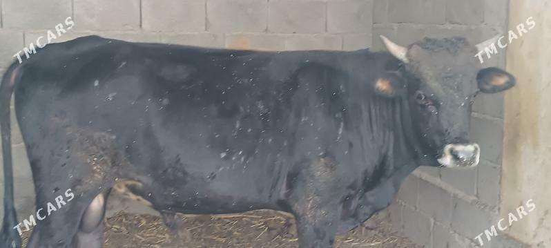 Okuz - Кака - img 3