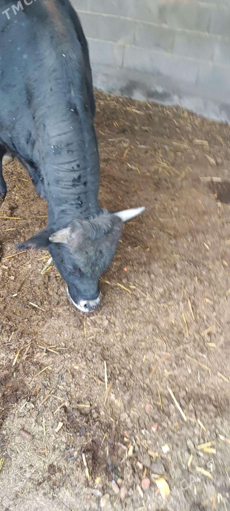 Okuz - Кака - img 2