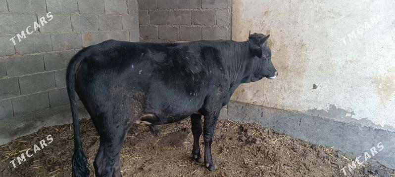 Okuz - Кака - img 4