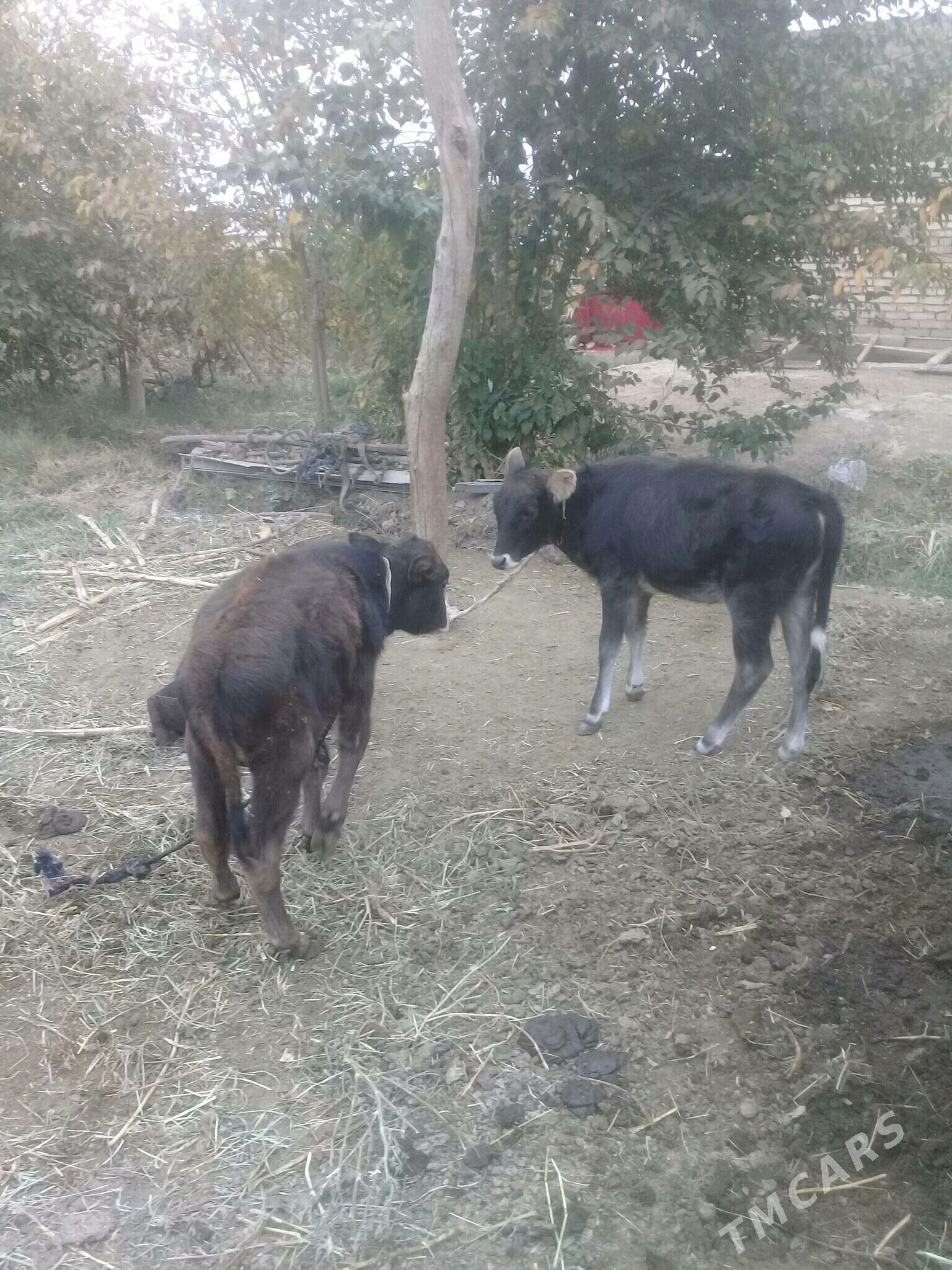 okuz tuwe - Бабадайхан - img 2