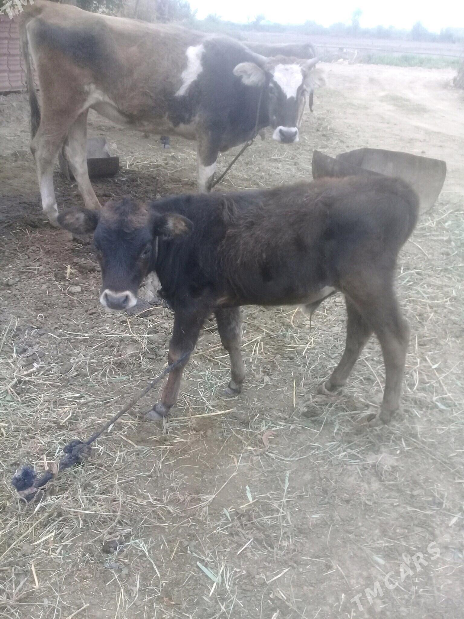 okuz tuwe - Бабадайхан - img 3