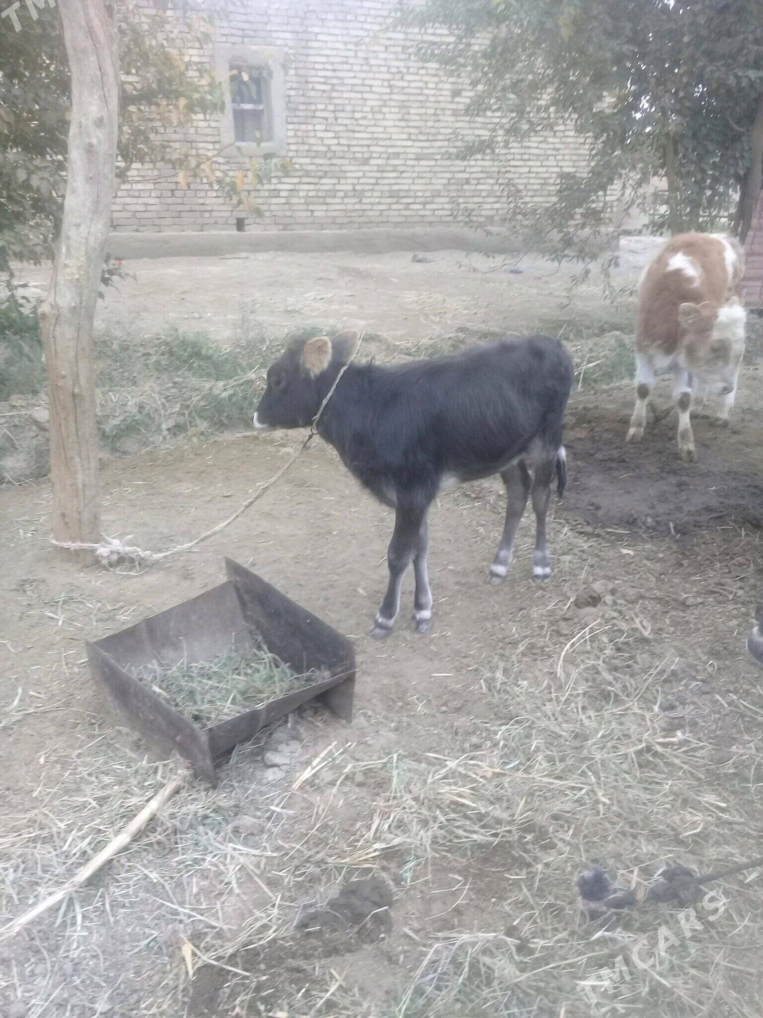 okuz tuwe - Бабадайхан - img 4