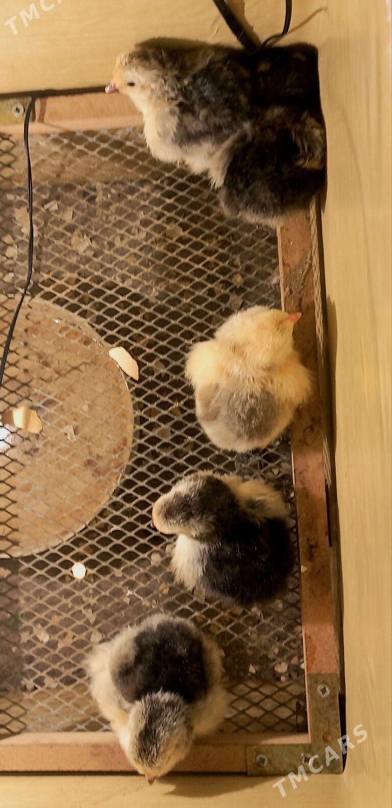 Brama juyje - Балканабат - img 1