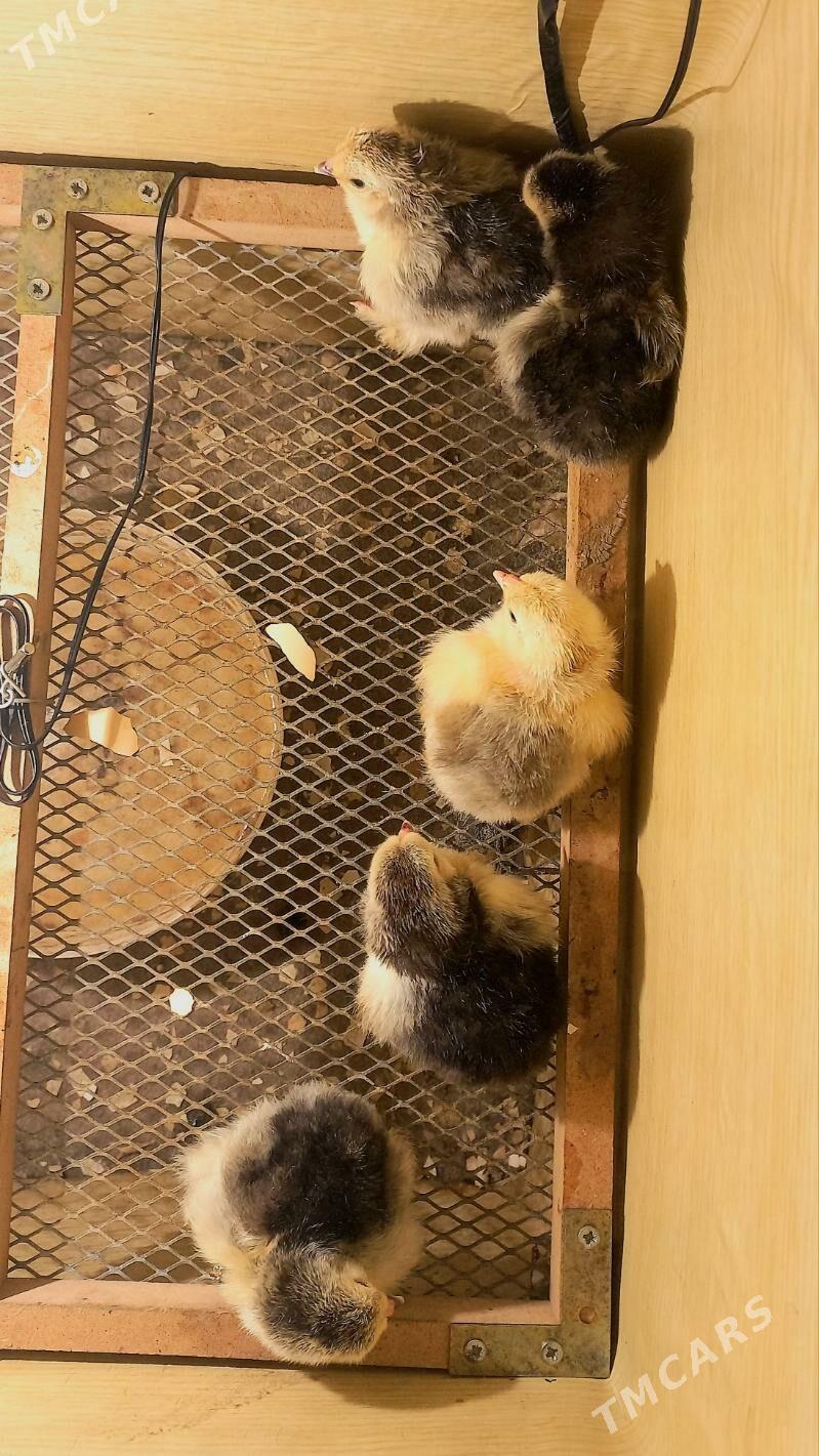 Brama juyje - Балканабат - img 2