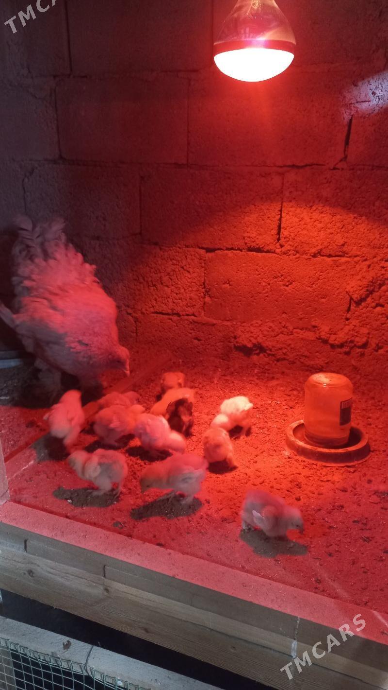 Brama juyje - Балканабат - img 2