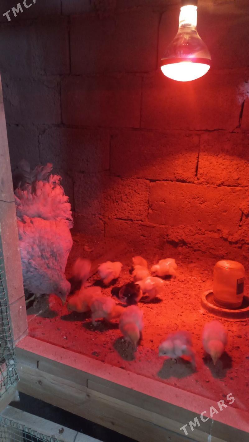 Brama juyje - Балканабат - img 1