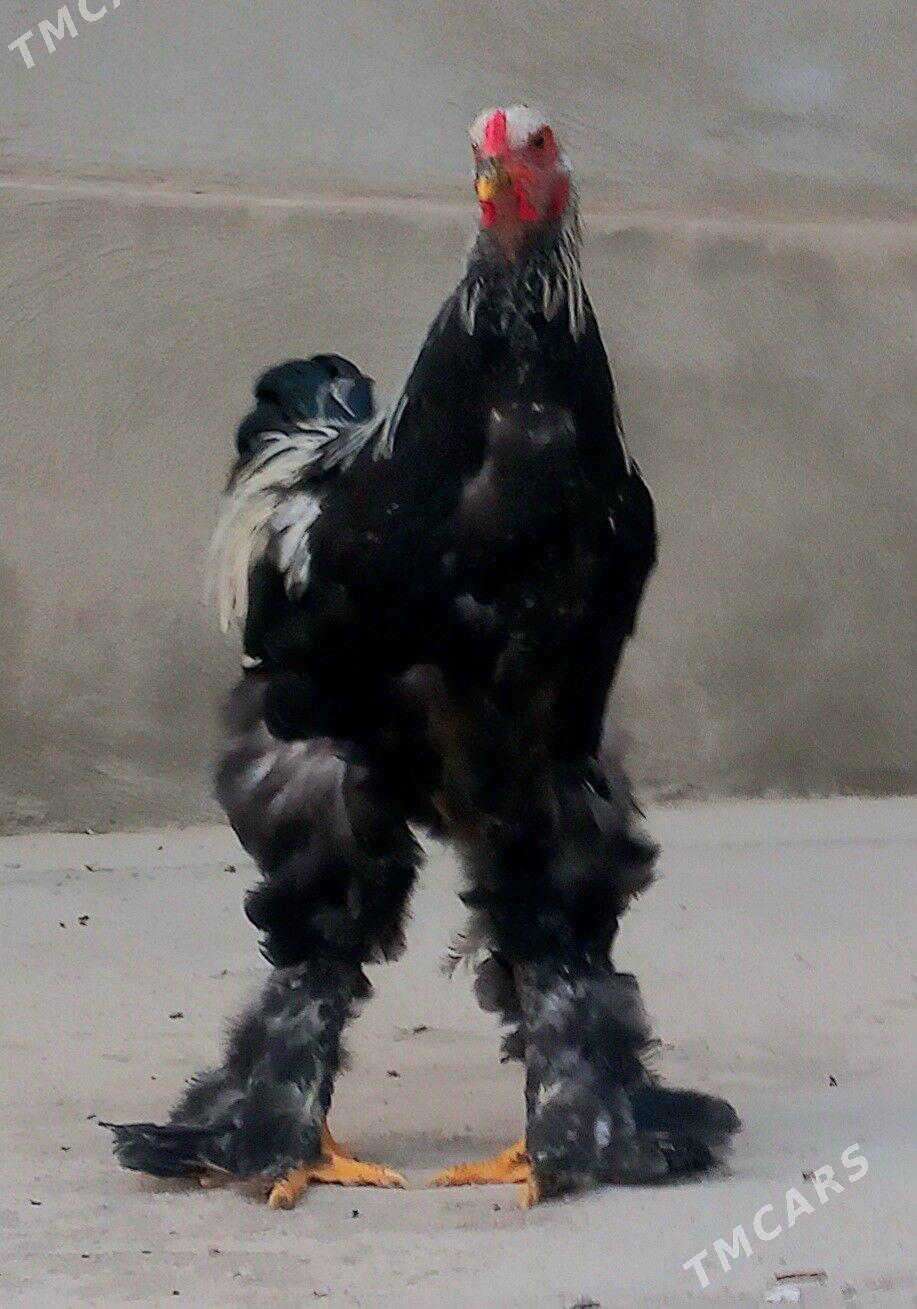 Brama gok horaz - Балканабат - img 2