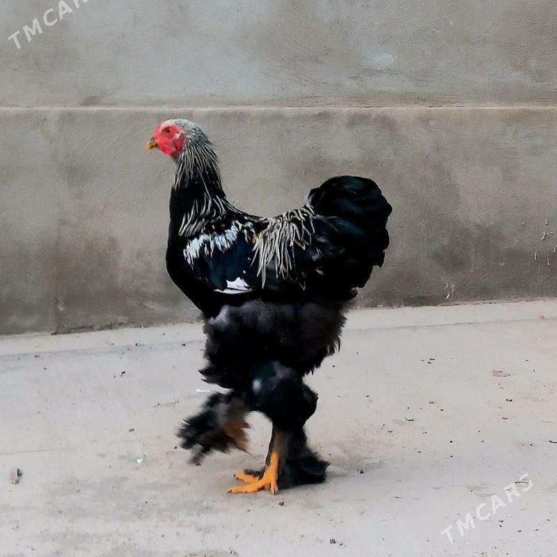 Brama gok horaz - Балканабат - img 1