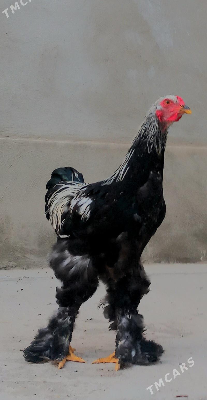 Brama gok horaz - Балканабат - img 3